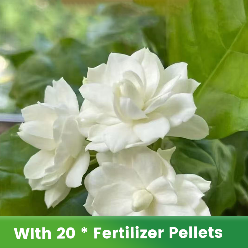 ✨🌸Semillas de jazmín (con fertilizante): aromáticas y fáciles de cultivar🍃-ES