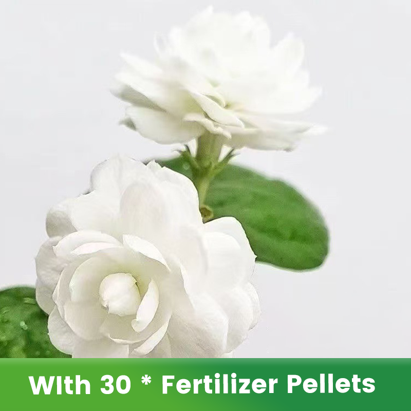✨🌸Semillas de jazmín (con fertilizante): aromáticas y fáciles de cultivar🍃-ES