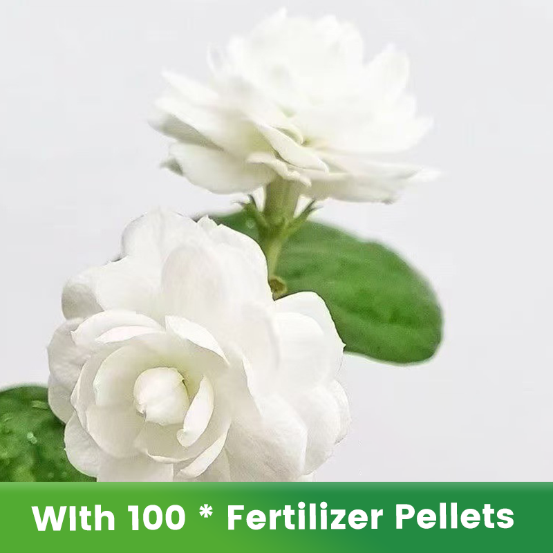 ✨🌸Semillas de jazmín (con fertilizante): aromáticas y fáciles de cultivar🍃-ES