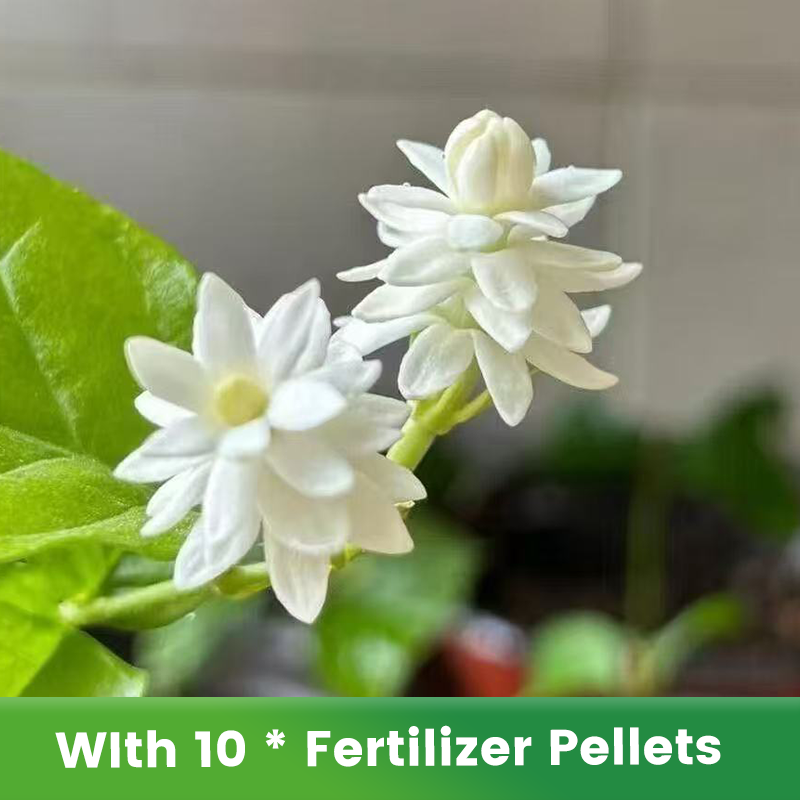 ✨🌸Semillas de jazmín (con fertilizante): aromáticas y fáciles de cultivar🍃-ES