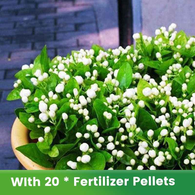 ✨🌸Semillas de jazmín (con fertilizante): aromáticas y fáciles de cultivar🍃-ES
