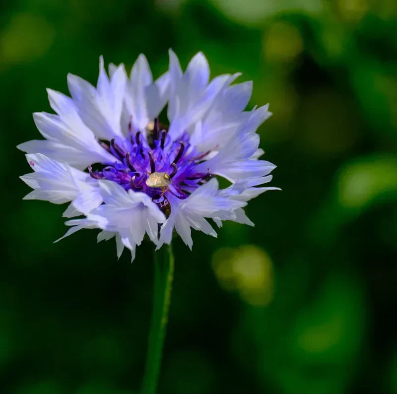 🌼 Σπόροι κενταύριας που ανθίζουν όλο το χρόνο - ένα πραγματικό φυτό 🏡✨-GR
