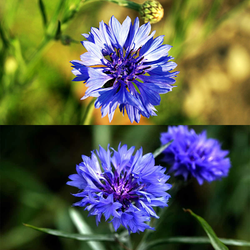 🌼 Σπόροι κενταύριας που ανθίζουν όλο το χρόνο - ένα πραγματικό φυτό 🏡✨-GR