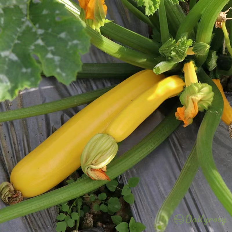 Bananinės cukinijos - Auksinės cukinijos🌿Galima auginti visus sezonus-LT